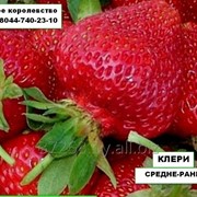 КЛЕРИ саженцы суперранней сортовой клубники в горшочках 0.4л