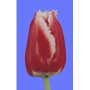 Луковица цветочных культур Canasta фотография