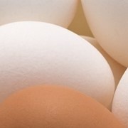 Яйца гусиные инкубационные племенные фото