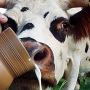 Молоко коровье длительного хранения фото
