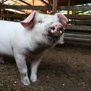 БВМД ШенПіг Гровер 15% (відгодівля свиней від 35 до 70 кг) 25/500 фото