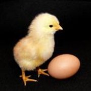 Продукты сельскохозяйственные, яйца куриные фотография