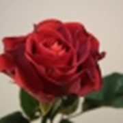 Чайногибридная Роза “Эль Торо“ фото