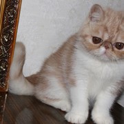 Экзотический кот фото