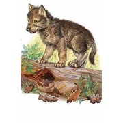 Сказки детские, смелый волчонок