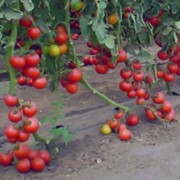 Сорта и гибриды помидора Присадибний (Приусадебный) фото