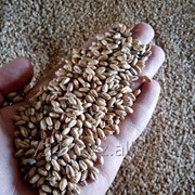 Пшеница 5 класса на экспорт фото