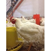 Бройлер кобб-500(Венгрія) живым весом фото