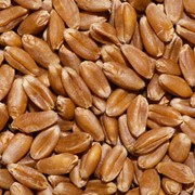 Пшеница мягкая. Экспорт из Казахстана фотография