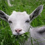 Соль-Лизунец в рационе коз фото