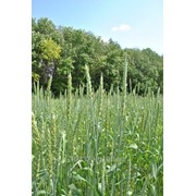 Семена яровой пшеницы “Экада-109“элита фото