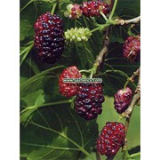 Шелковица крупноплодная черные, фиолетовые, белые плоды фото