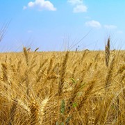 Продаём пшеницу фуражную в Беларусь ж/д транспортом на условиях DAF фото