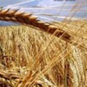 Пшенично-рисовая с пробиотиком (№72) фото