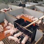 Системы кормления свиней фото