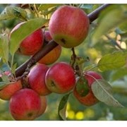 Саженцы яблонь фото