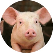 Дрожжи кормовые для свиней от 4 до 6 %