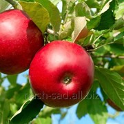 Саженцы яблони Адамс Эпл (США)