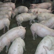 Свиньи молодняк гибид - ландас*крупная белая*пьетрен фото