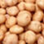 Картофель семенной Ривьера 2-ой репродукции фото