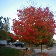 Дуб Quercus rubra фото