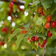 Кизил обыкновенный (Cornus mas fructus, European Cornel) плоды 100 грамм фото