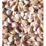 Семена чеснока высококачественные фотография