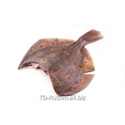 Камбала 25+ с/г польша свежемороженая фото