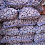 Семенной картофель сверхранний фотография