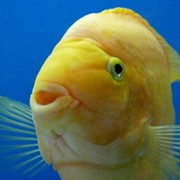 Рыбки аквариумные фото