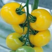 Семена Томата желтоплодный Гуальдиньо F1 - 250 cемян. Энза заден. фото