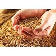Импортные элитные семена пшеницы двуручки KASTOR фотография
