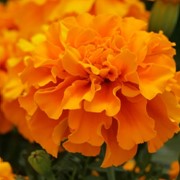 Семена Бархатцы Триплоидные Marigold F1 (tagetes Patula X Erecta) Deep фото