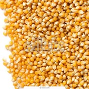 Семена Кукурузы Кадр 267 МВ оптом Украина фотография