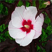 Гибискус гибридный Джолли Хеат (Hibiscus moscheutos 'jolly heart') фото