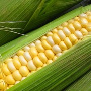 Семена кукурузы сорт П8000 новый ФАО 230 фото