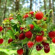 Земляника отдушка-10 мл