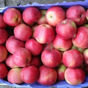 Продукты питания яблоки сорта "Флорина"