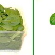 Итальянский салат, Шпинат беби Baby spinach, импортная продукция ОПТОМ
