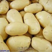 Картофель, закупка картофеля, оптовая закупка фото