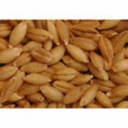 Пшеница продовольственная 3кл. ГОСТ РФ Р52554-2006 фотография
