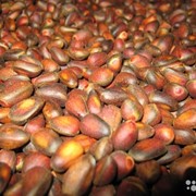 Кедровые орехи Алтай фотография