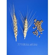 Зерно мягкой пшеницы насыпью фотография