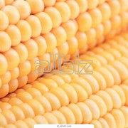 Кукуруза зерновая фото