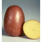 Картофель сверхранний Белороза