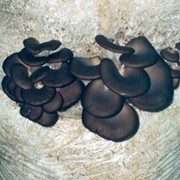 Мицелий грибов Вешенка. Штамм КЧ Китайский черный