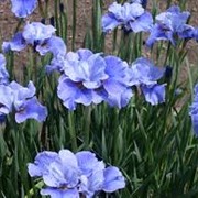 Ирис Сибирский Iris sibirica Silver Edge рост 40 – 60