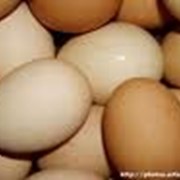 Яйца куриные, опт и мелкий опт фото