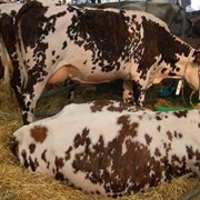Натуральные коровье молоко, молочные продукции фото