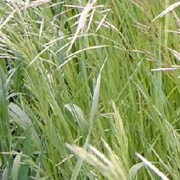 Багаторічна трава Стоколос, насіння